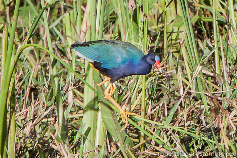 gallinule